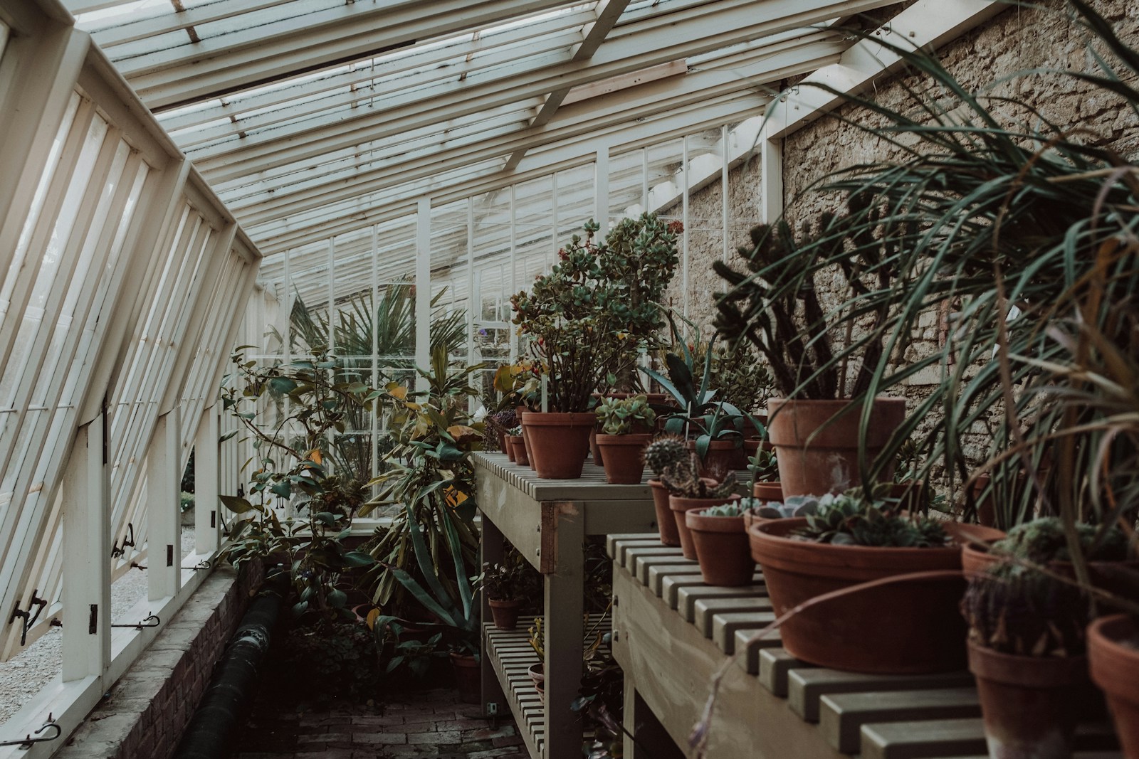 Sunlit houseplants in a collection of warm terracotta and ceramic pots